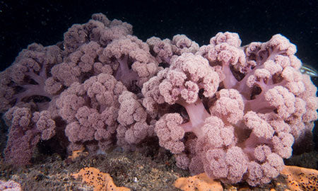 PRETTY IN PURPLE BEACH TOWEL Artsadd