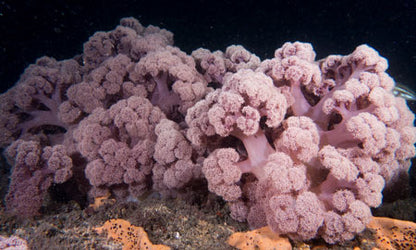 PRETTY IN PURPLE BEACH TOWEL Artsadd