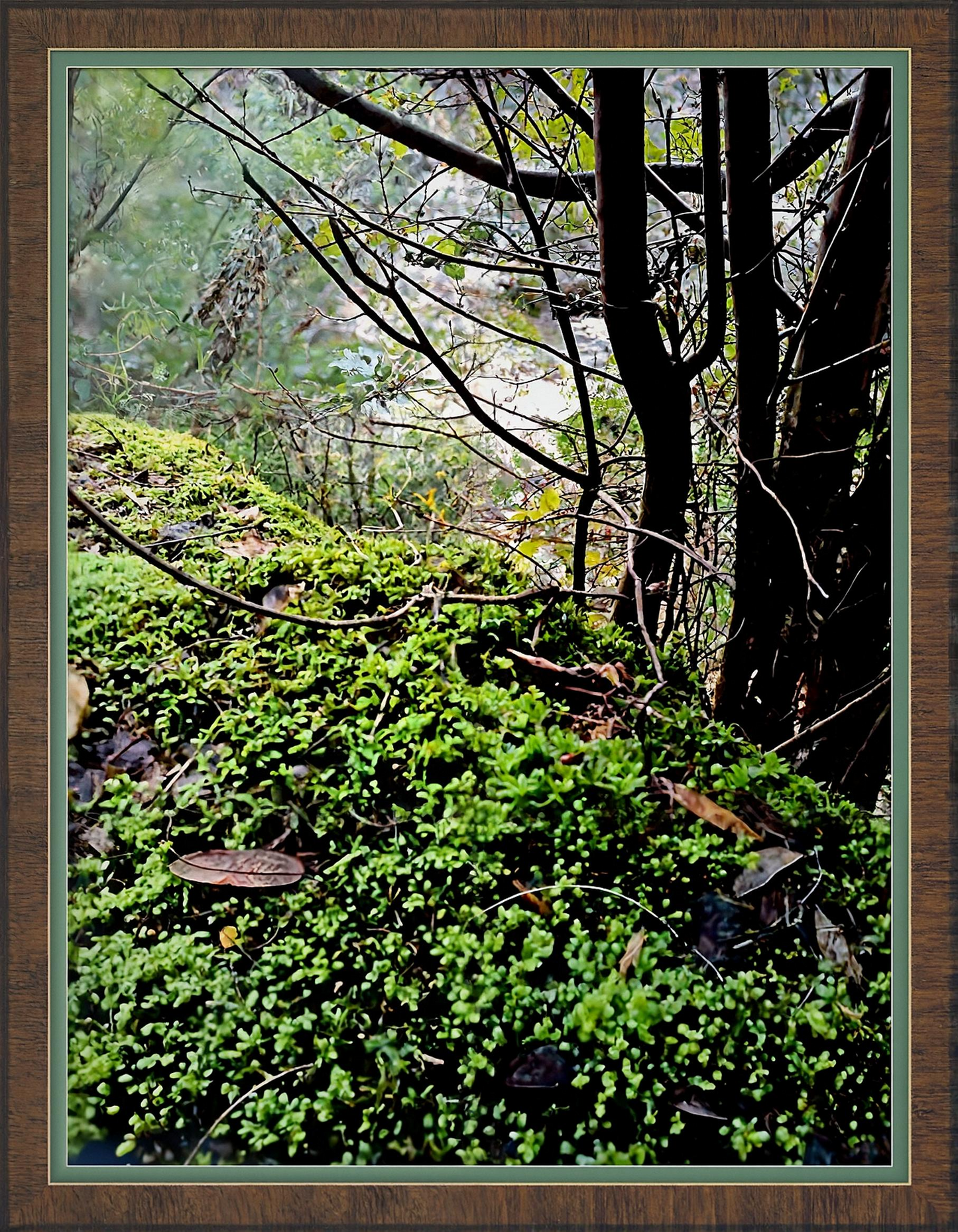 mossy lookout above the supply river tasmania