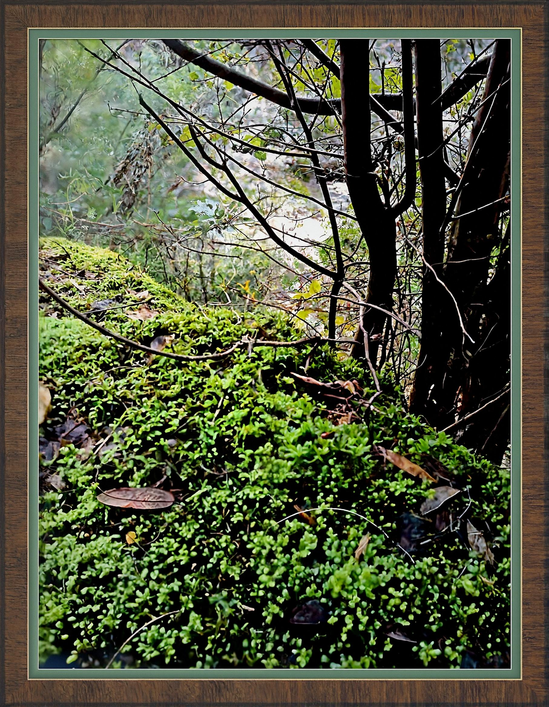 mossy lookout above the supply river tasmania